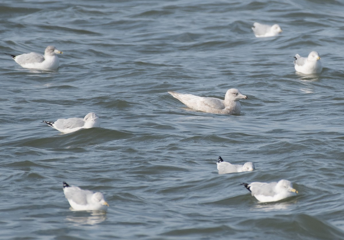 racek šedý - ML646601670