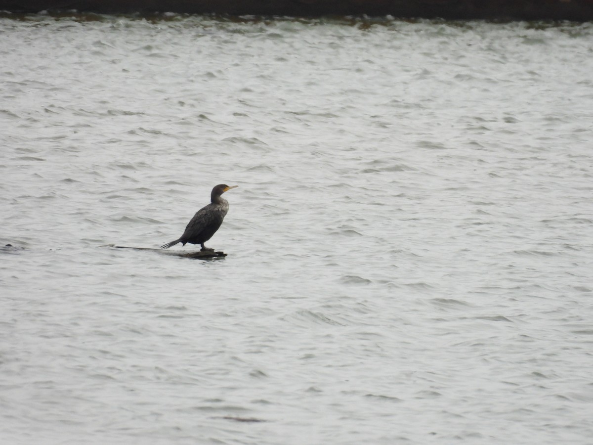 Double-crested Cormorant - ML646601674