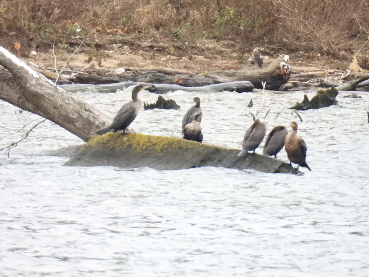 Double-crested Cormorant - ML646601675
