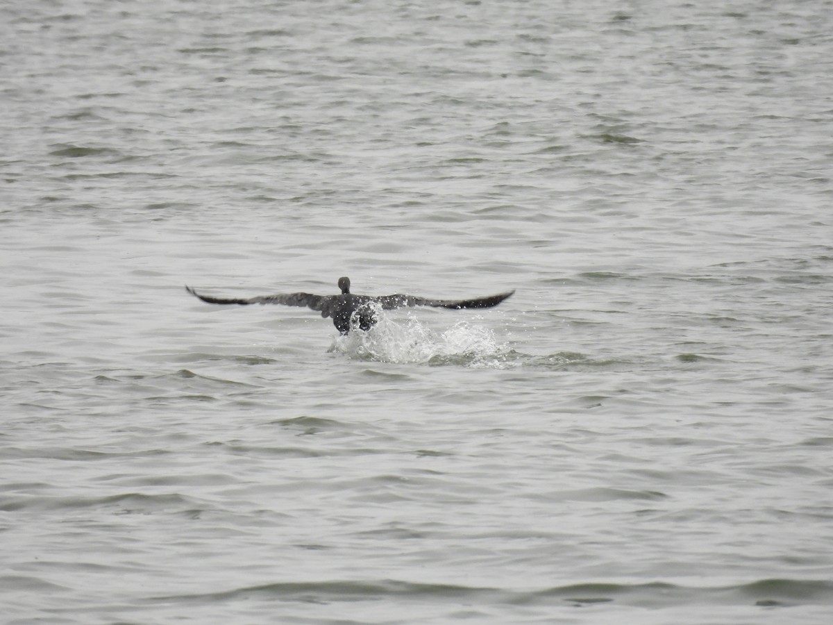 Double-crested Cormorant - ML646601676