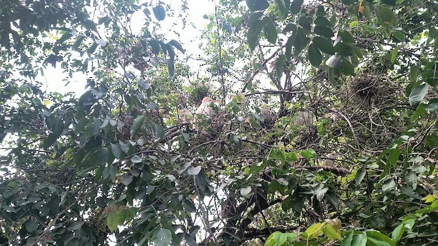 Чапля єгипетська західна - ML646601677