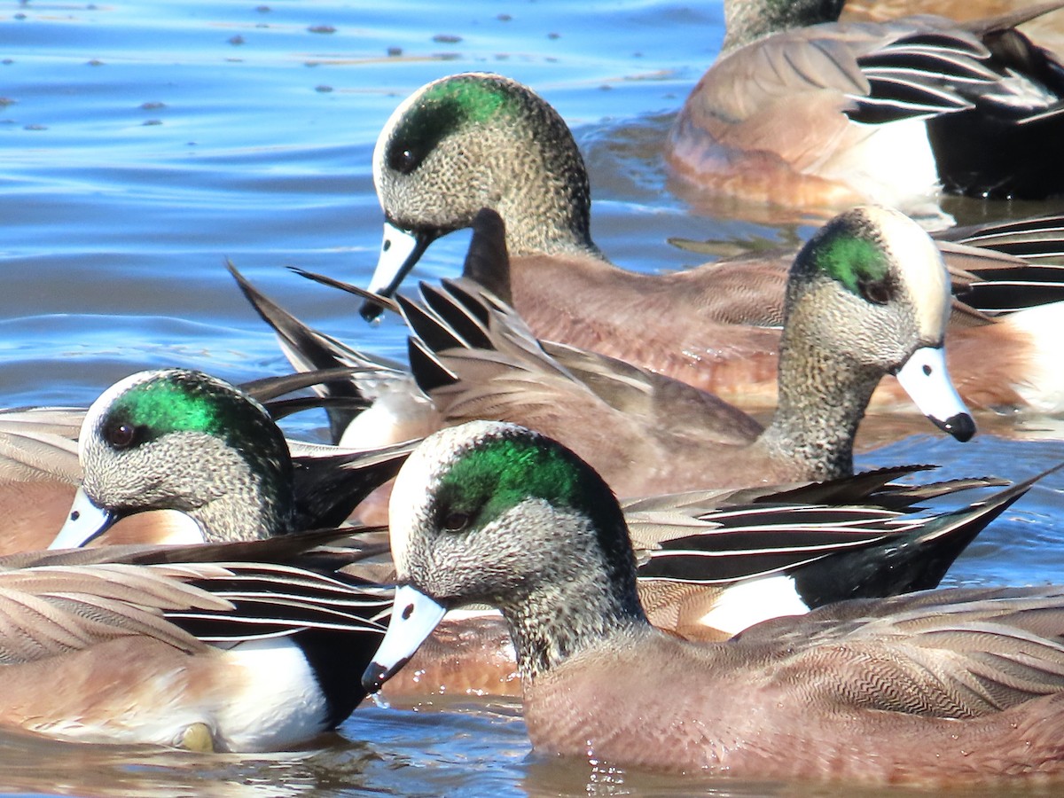 American Wigeon - ML646601678