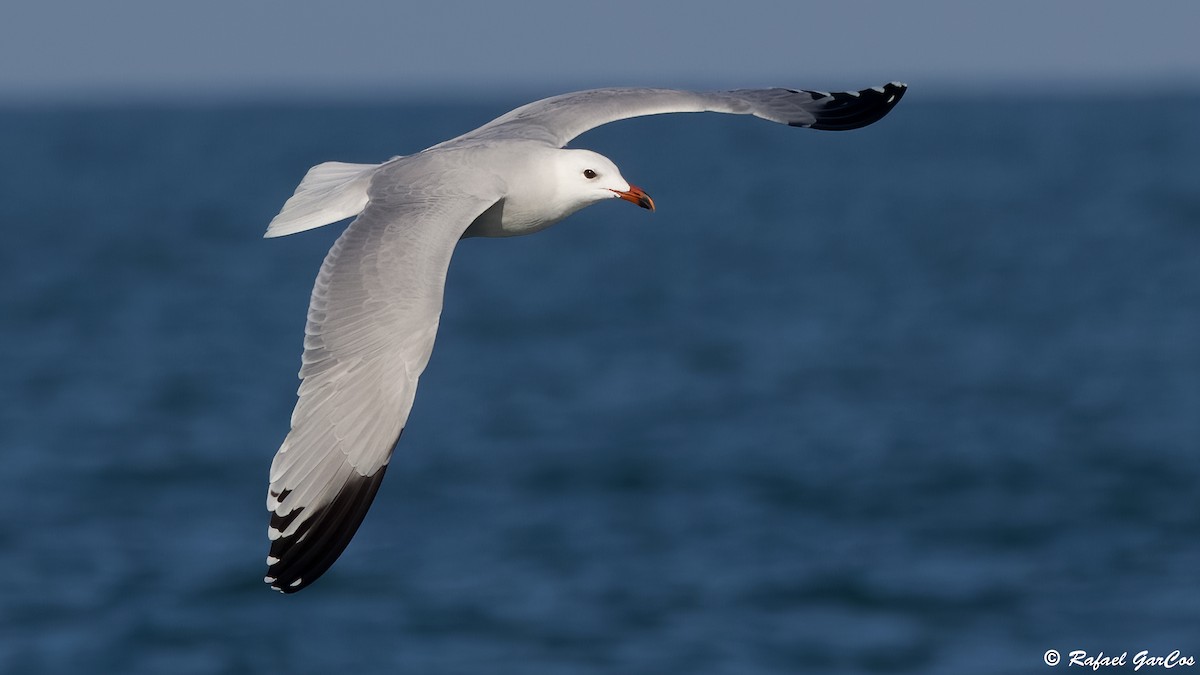 Audouin's Gull - ML646601682