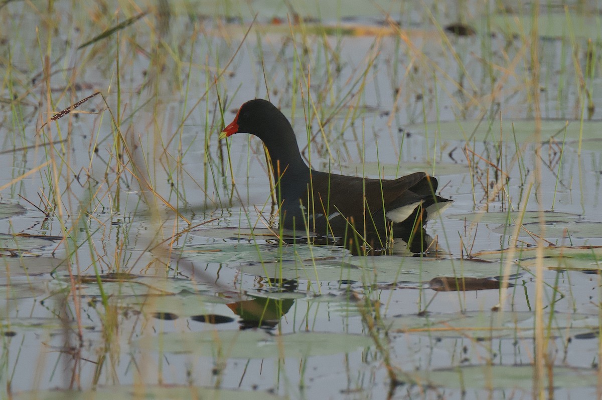 Common Gallinule - ML646601683
