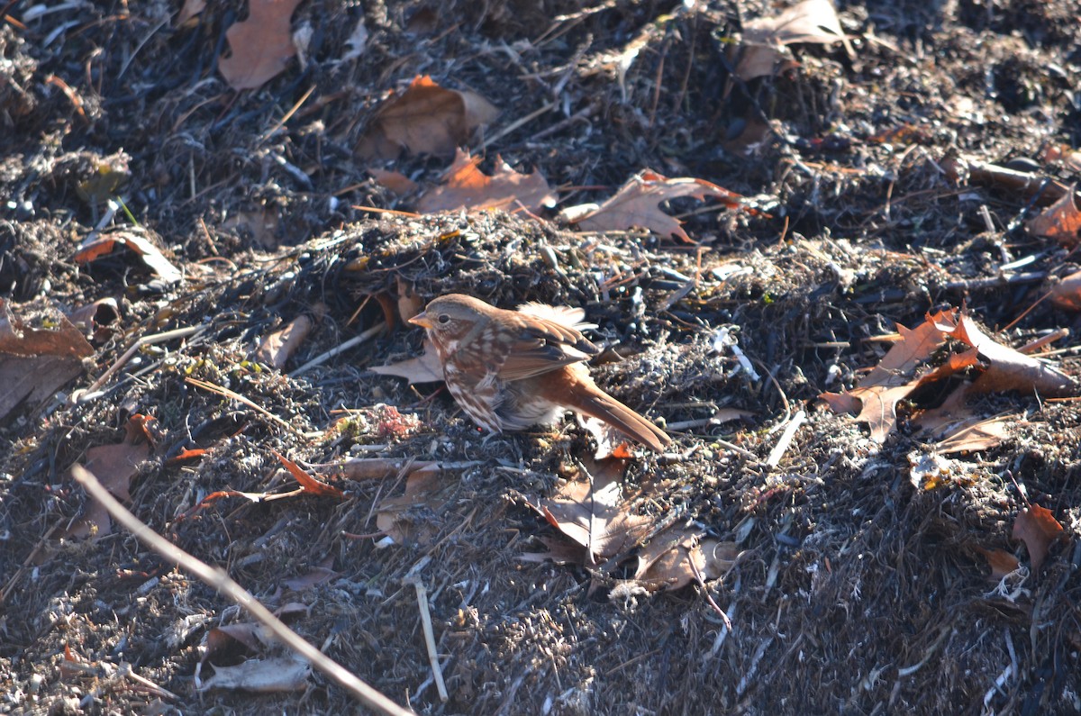 Passerella variabile (iliaca/zaboria) - ML646601684