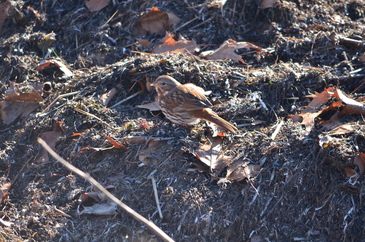 Passerella variabile (iliaca/zaboria) - ML646601685