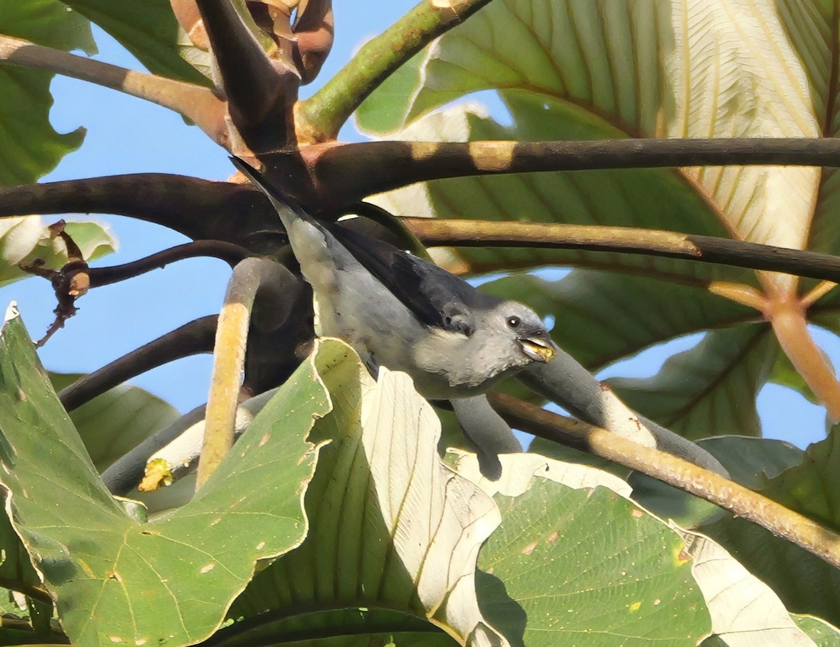 Plain-colored Tanager - ML646601686