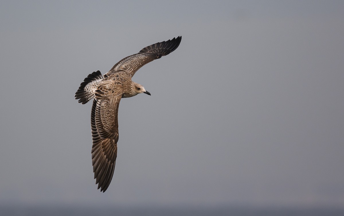 racek žlutonohý - ML646601687