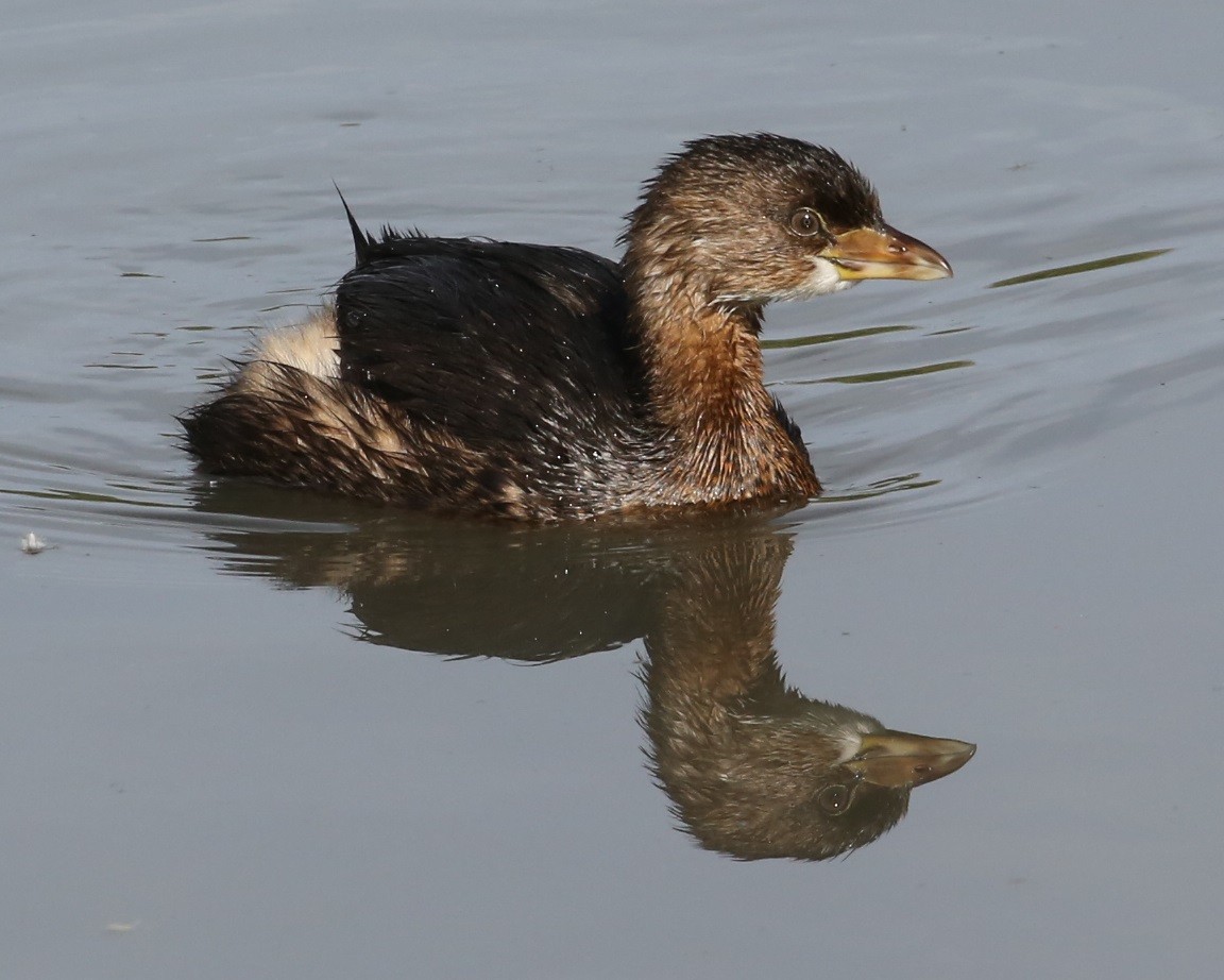 Pied-billed Grebe - ML646601690