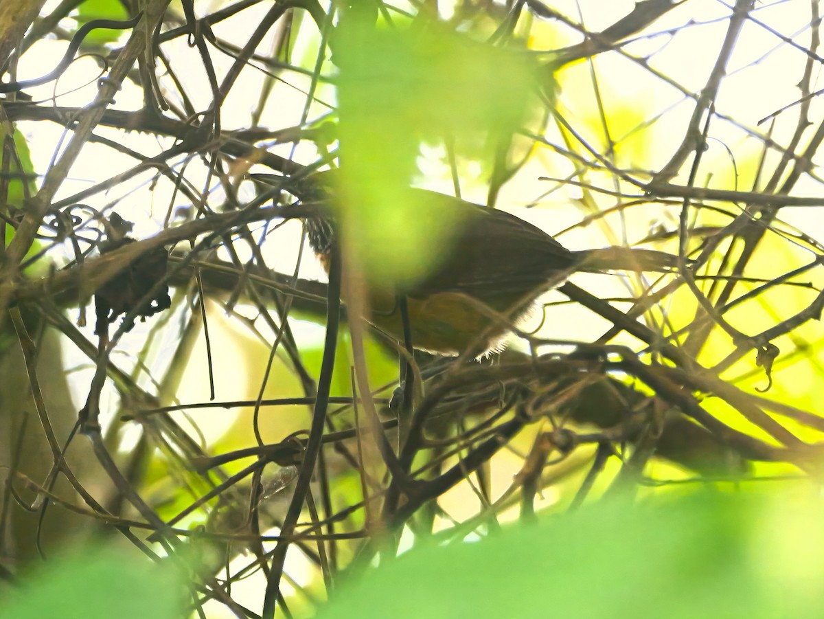 Rufous-breasted Wren - ML646601691