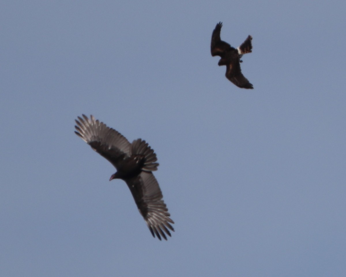 Northern Harrier - ML646601692