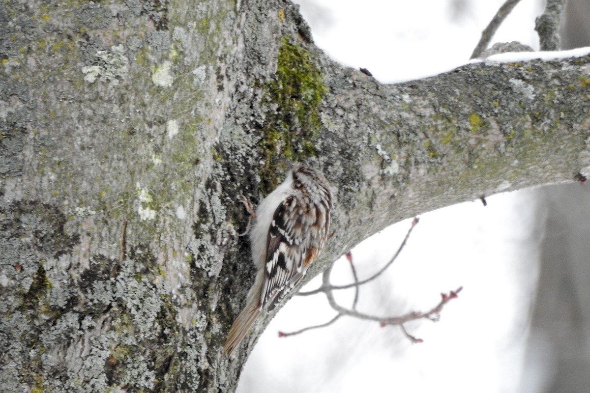 Brown Creeper - ML646601693