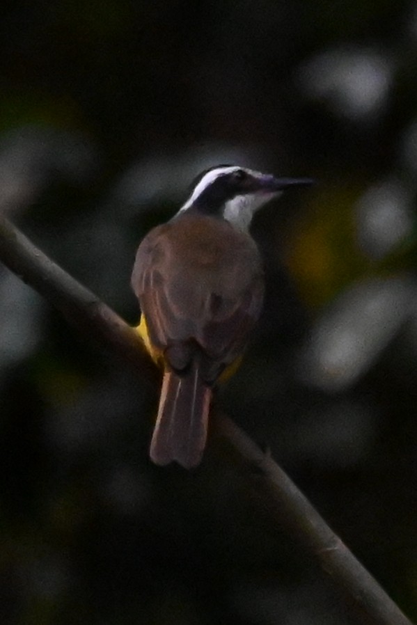 Lesser Kiskadee - ML646601694