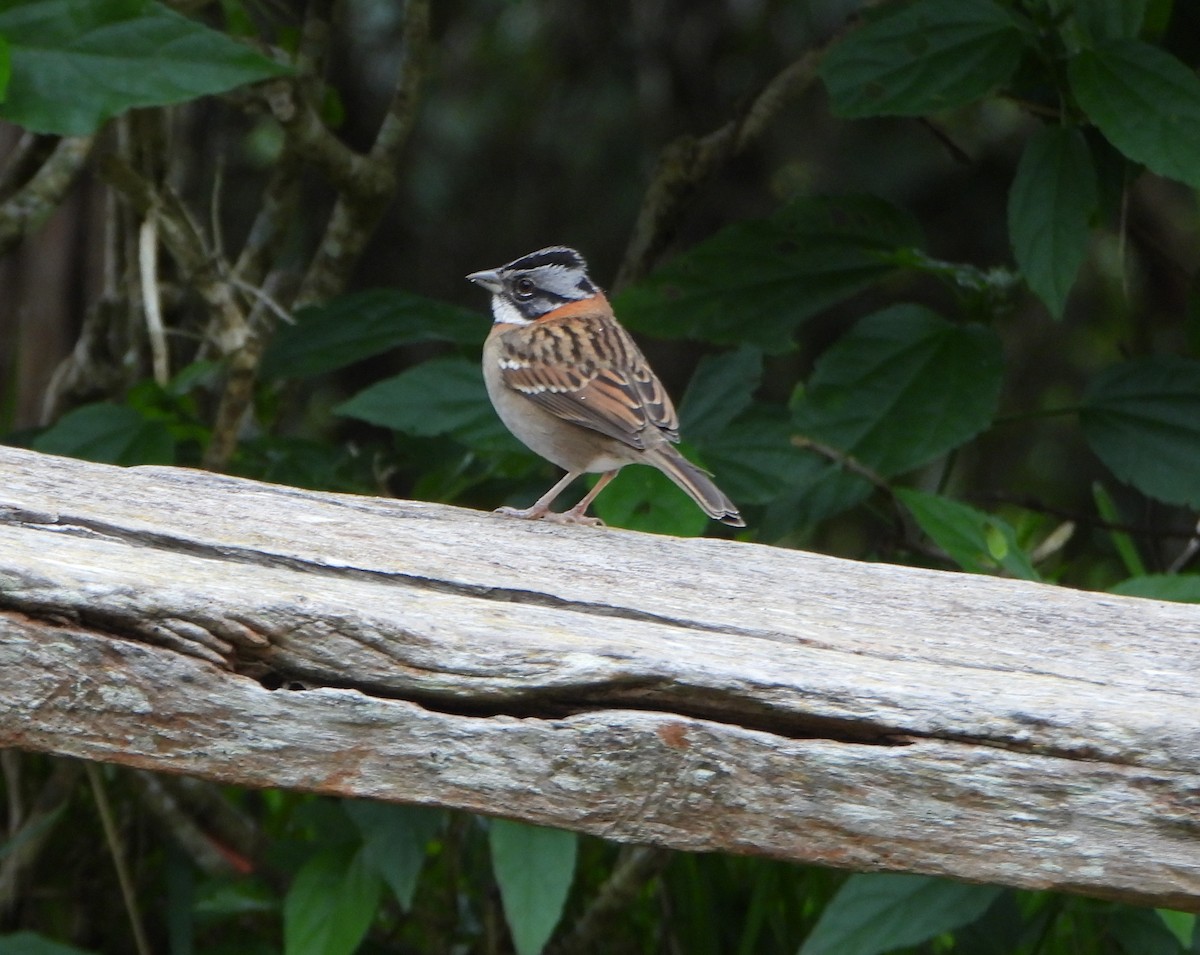 Morgenammer - ML646601695