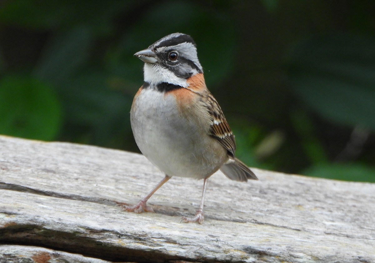 Morgenammer - ML646601697