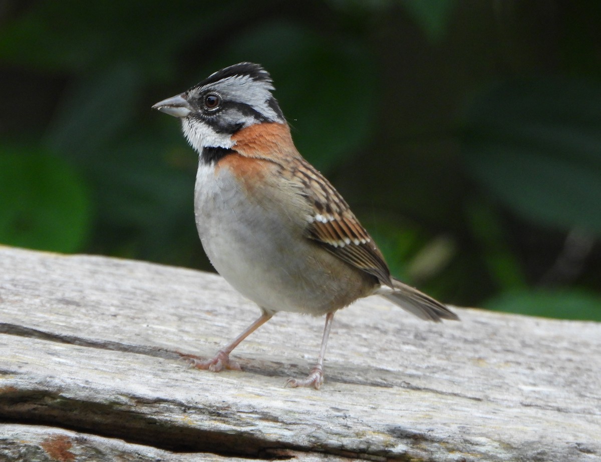 Morgenammer - ML646601698