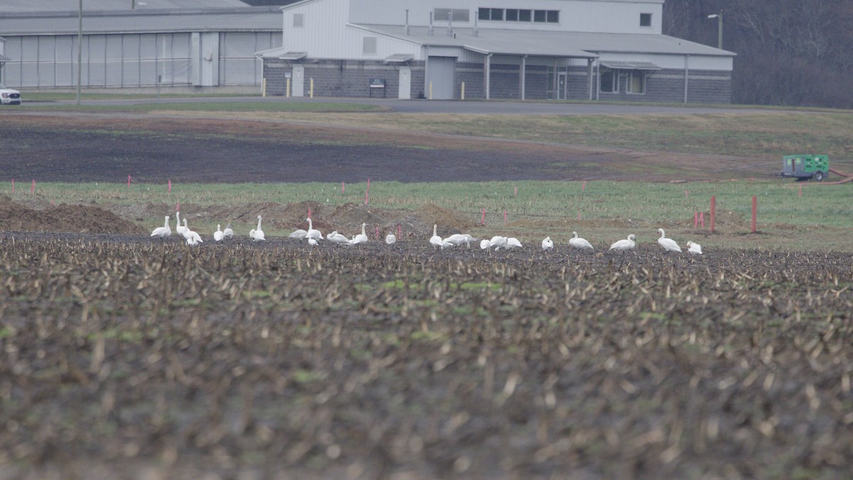 Tundra Swan - ML646601699