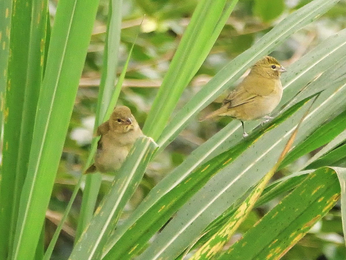 Yellow-faced Grassquit - ML646601700
