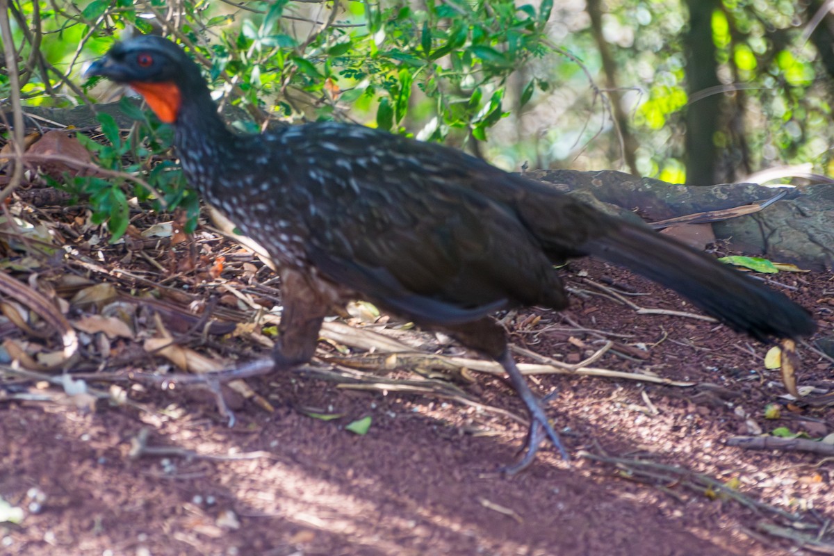 Dusky-legged Guan - ML646601703