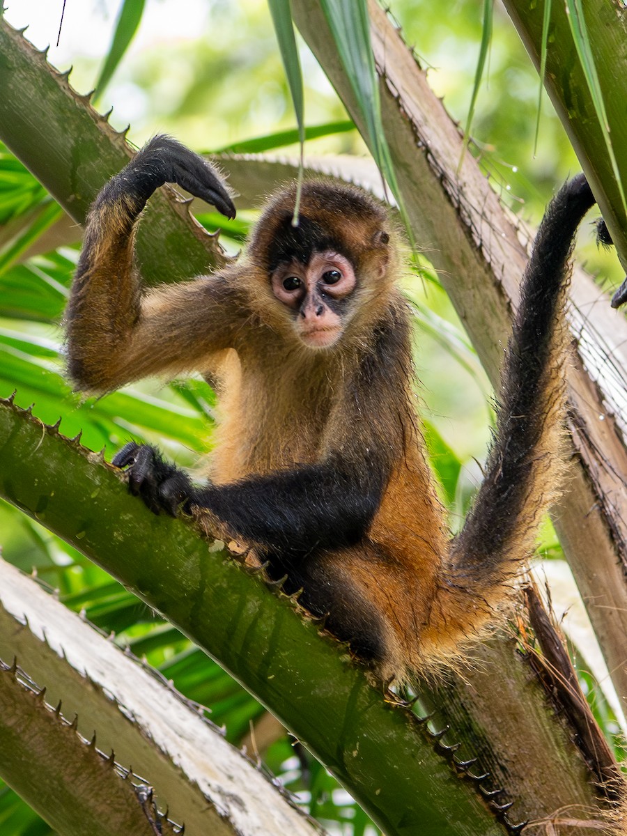 Geoffroy-Klammeraffe - ML646601704