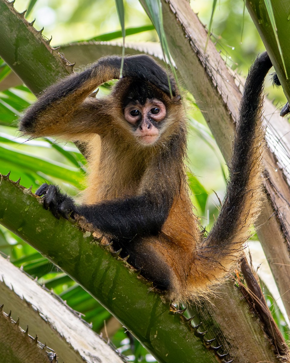 Geoffroy-Klammeraffe - ML646601705