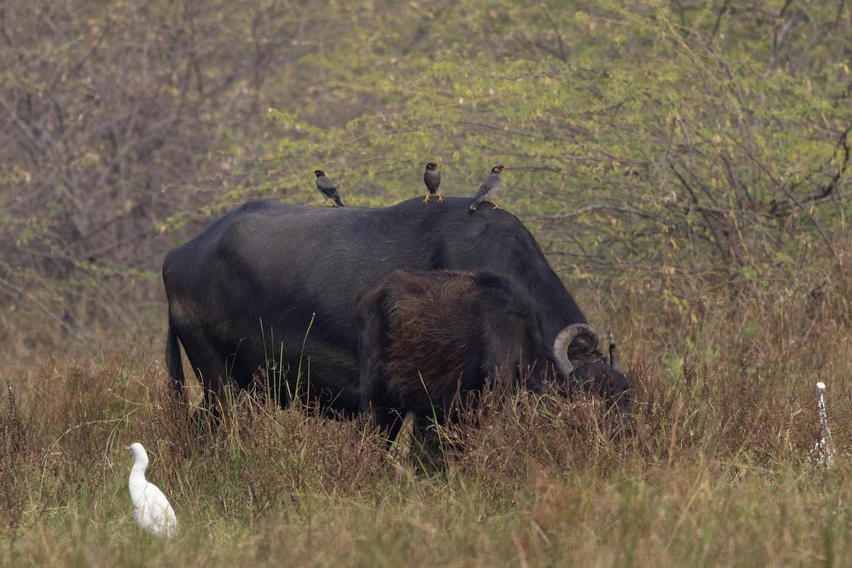 Bank Myna - ML646601706