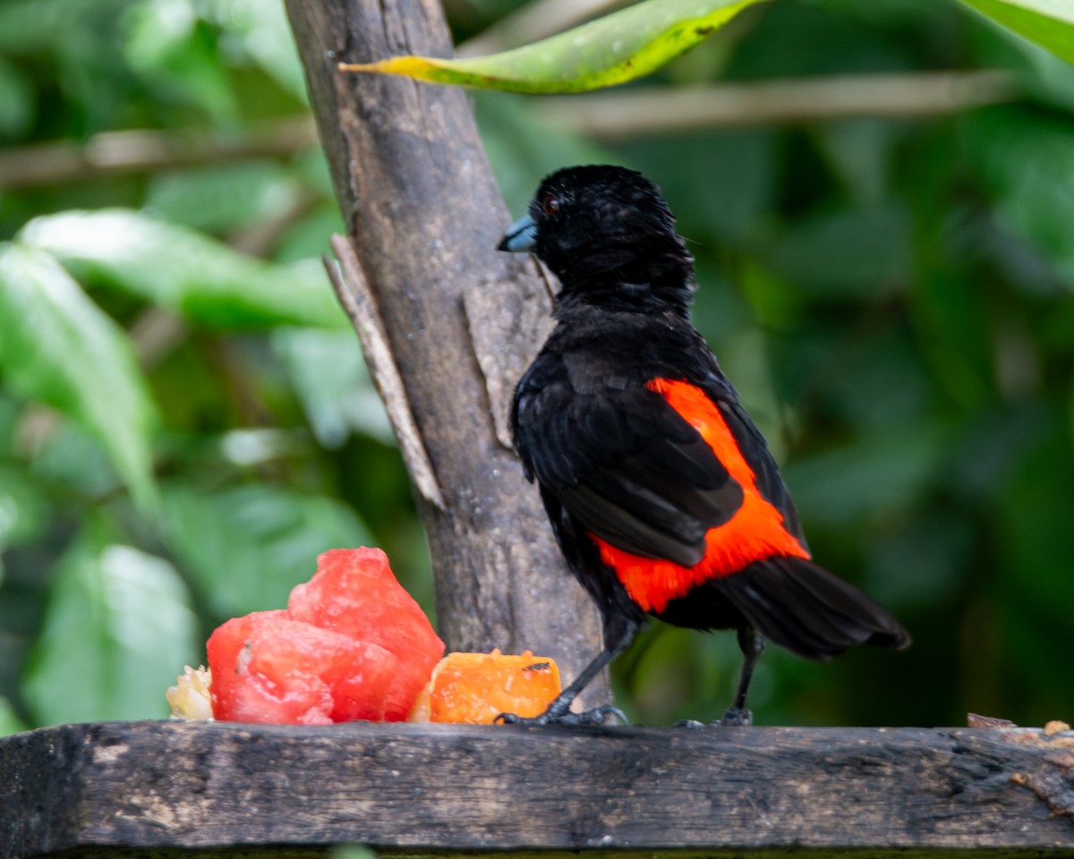 Passerinitangare - ML646601707