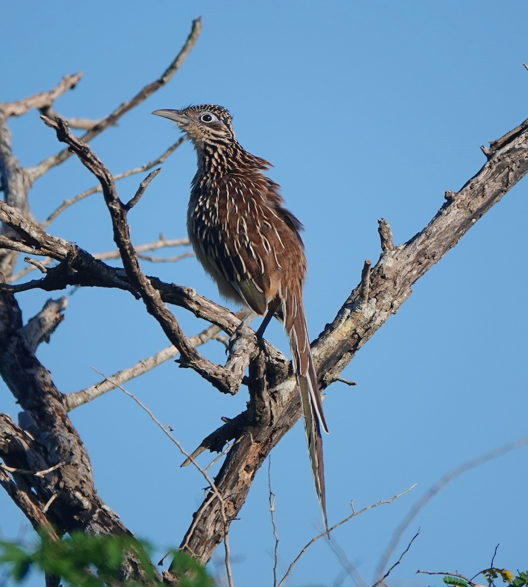 Rennkuckuck - ML646601713