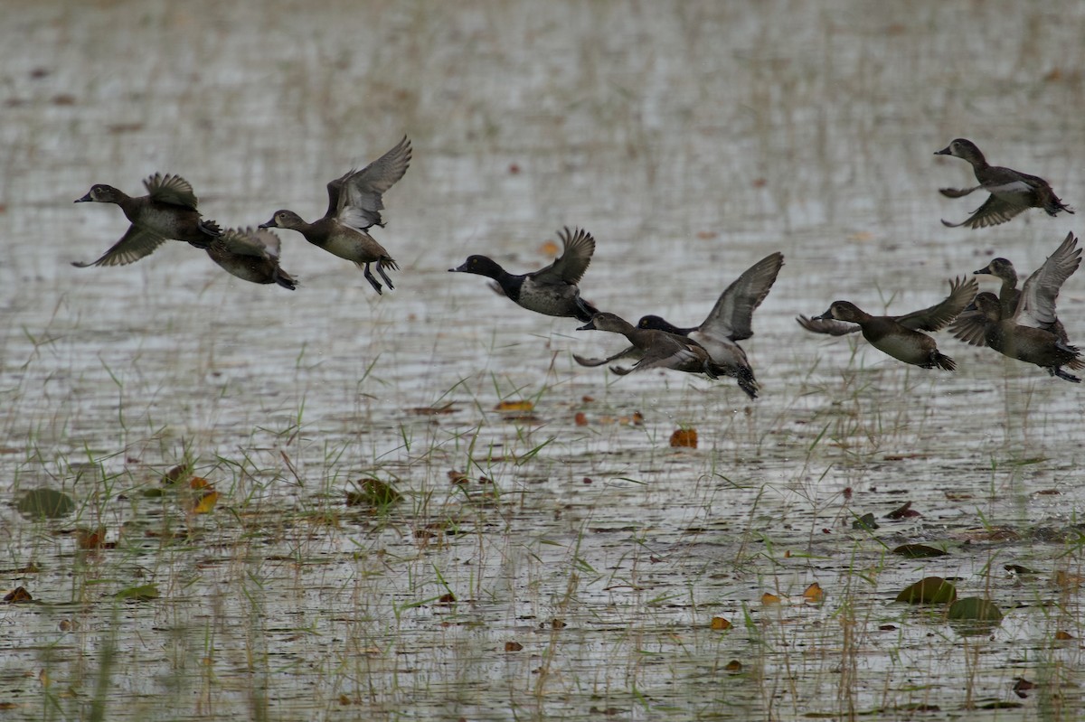 Ring-necked Duck - ML646601714