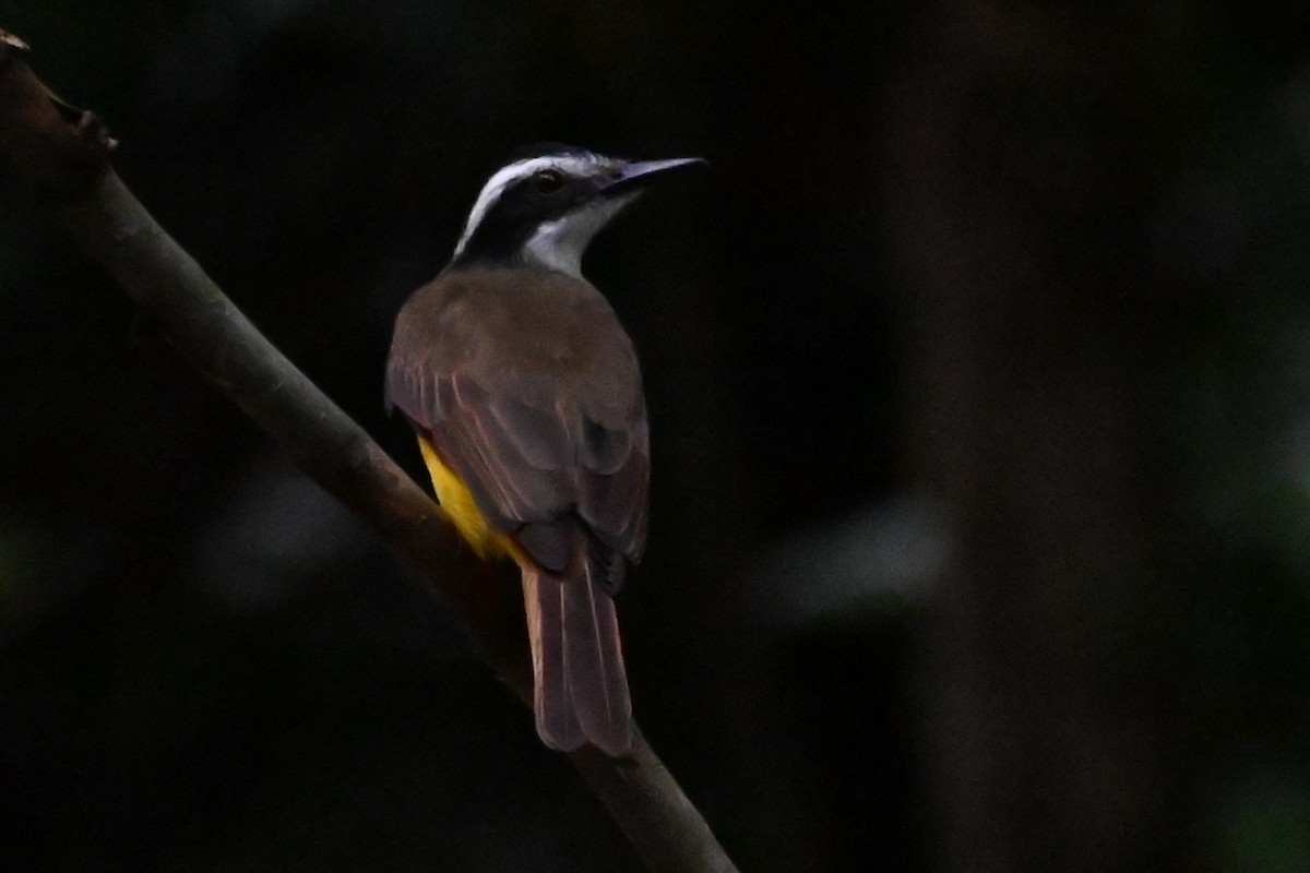 Lesser Kiskadee - ML646601715