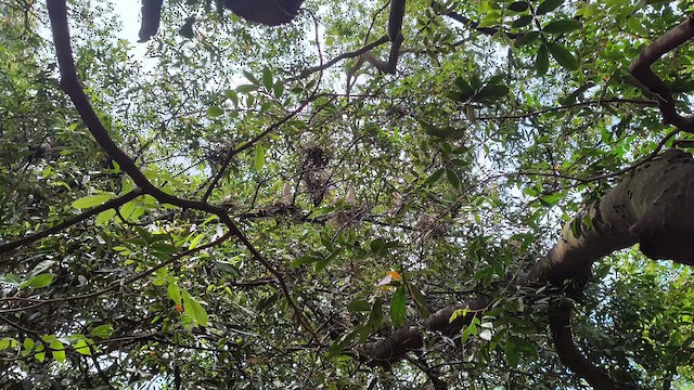 Чапля єгипетська західна - ML646601716