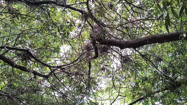 Чапля єгипетська західна - ML646601718