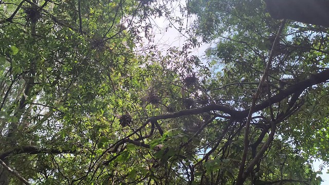 Чапля єгипетська західна - ML646601720