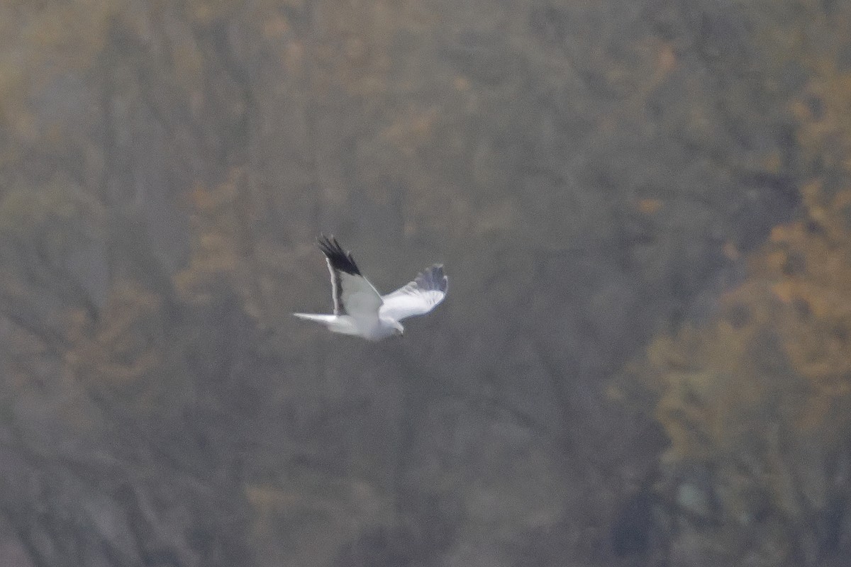 Hen Harrier - ML646601721