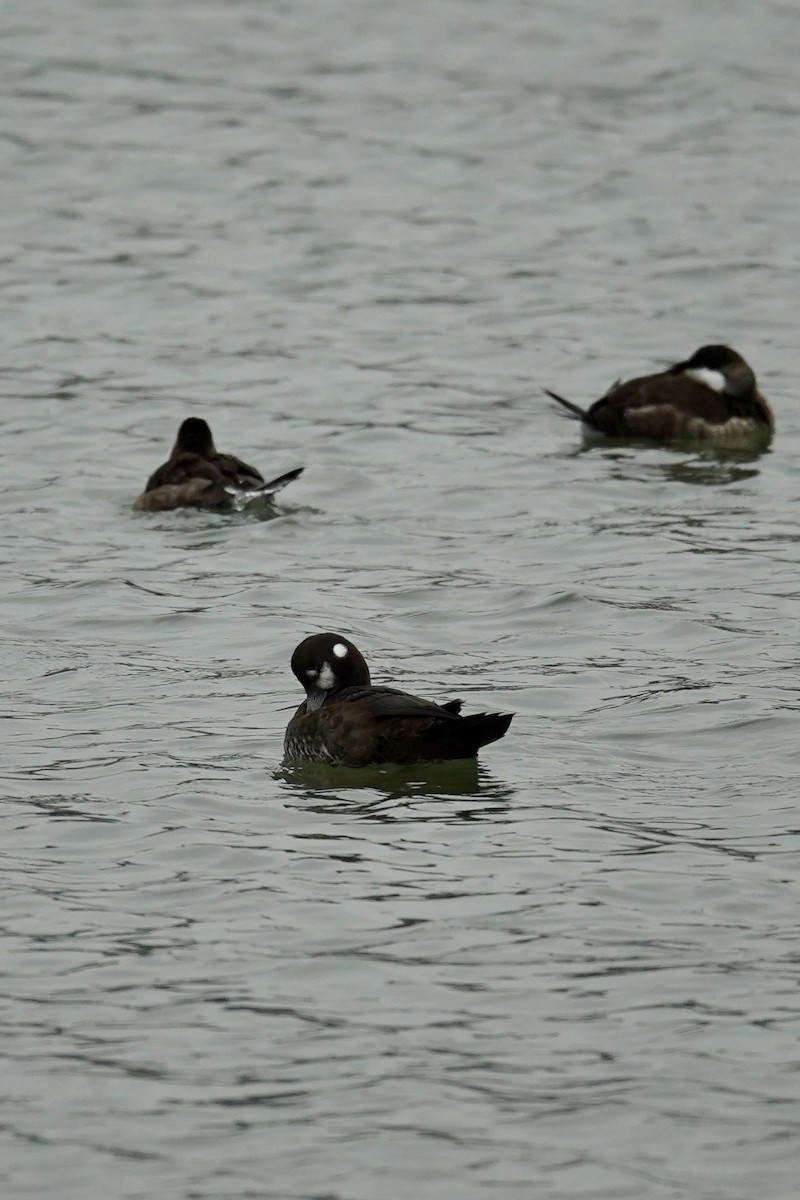 Palyaço Ördeği - ML646601722