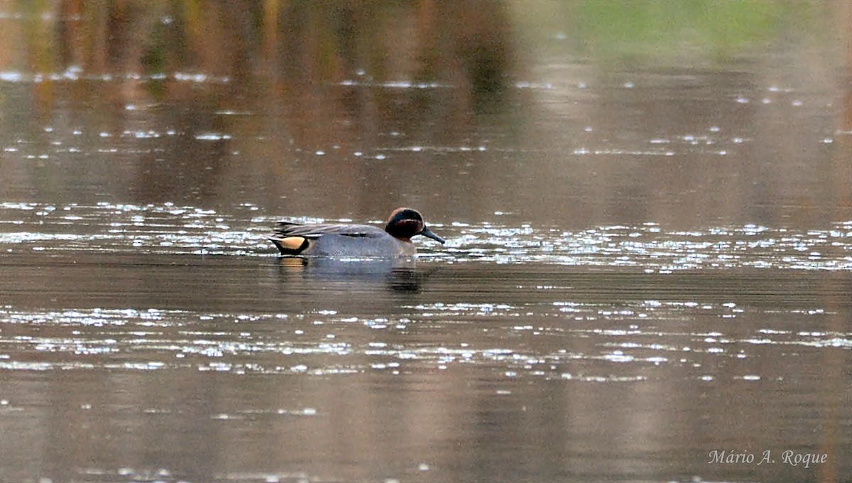 čírka obecná - ML646601724