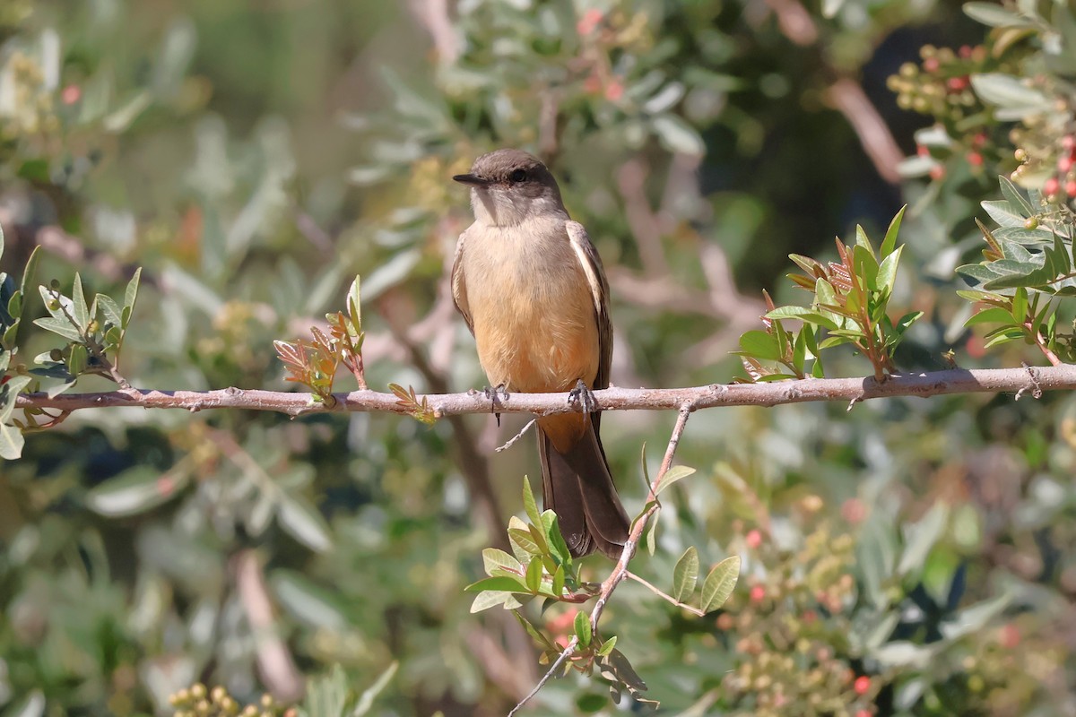 Say's Phoebe - ML646601725