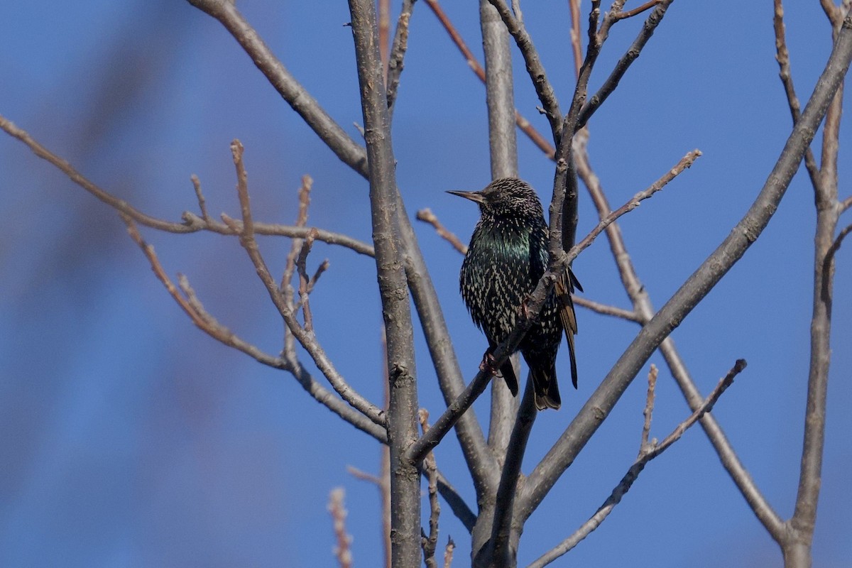 European Starling - ML646601726