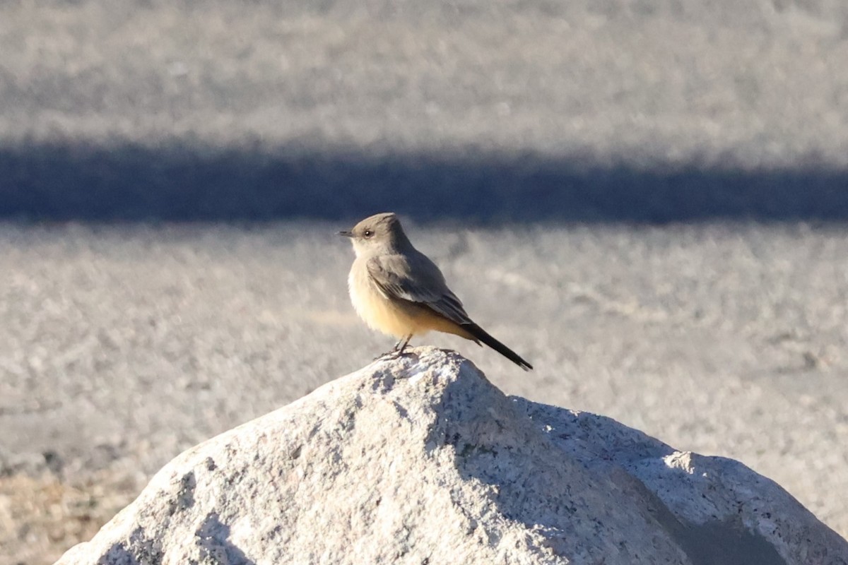 Say's Phoebe - ML646601727