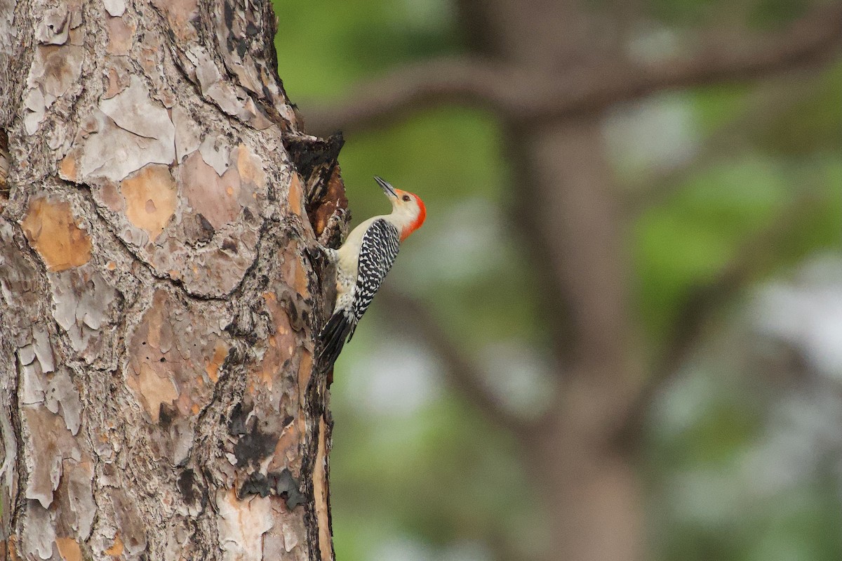 Red-bellied Woodpecker - ML646601729