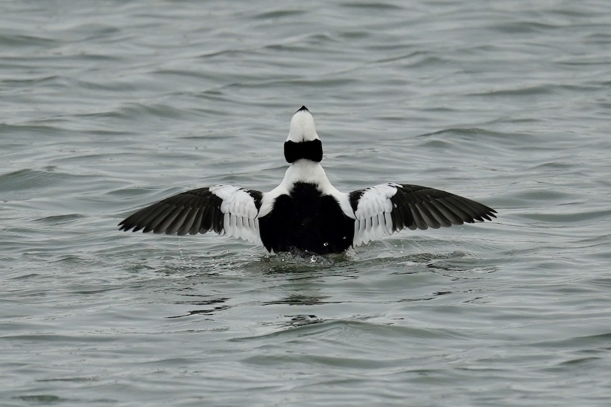 Bufflehead - ML646601730