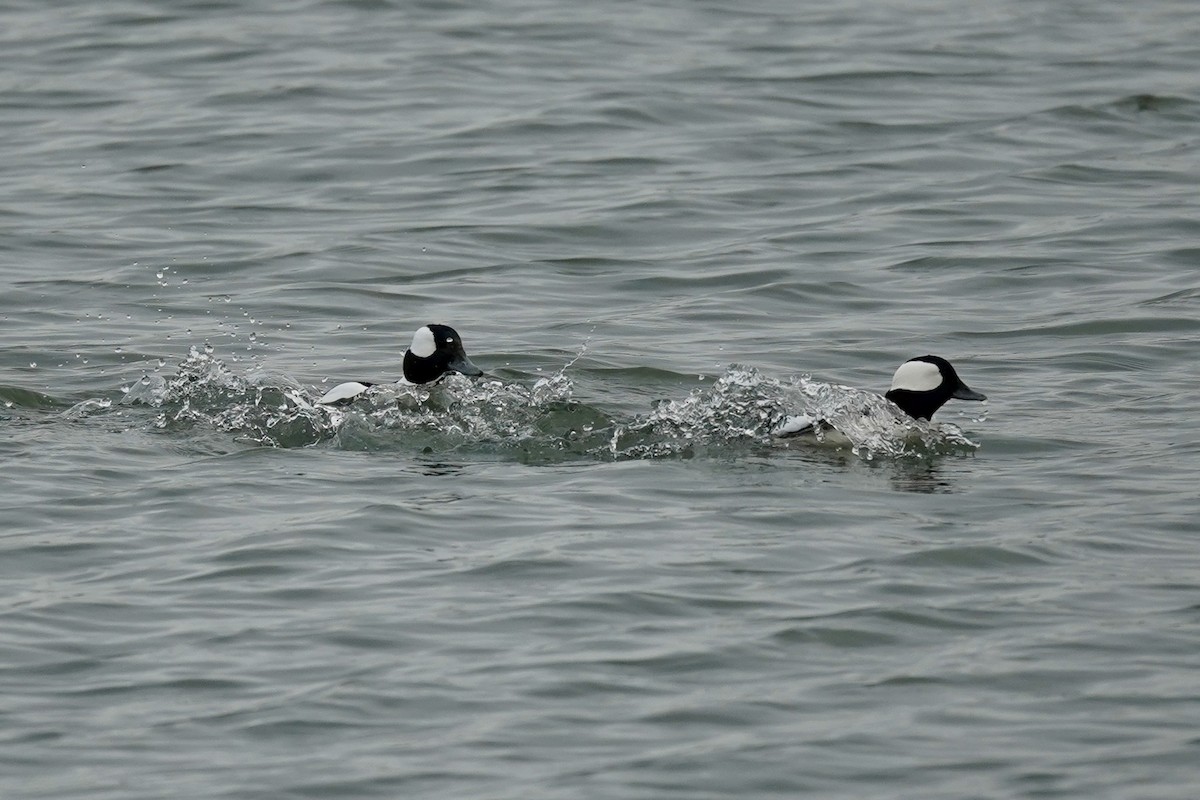 Bufflehead - ML646601731