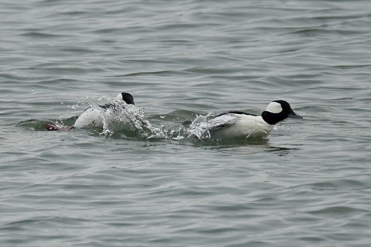 Bufflehead - ML646601732