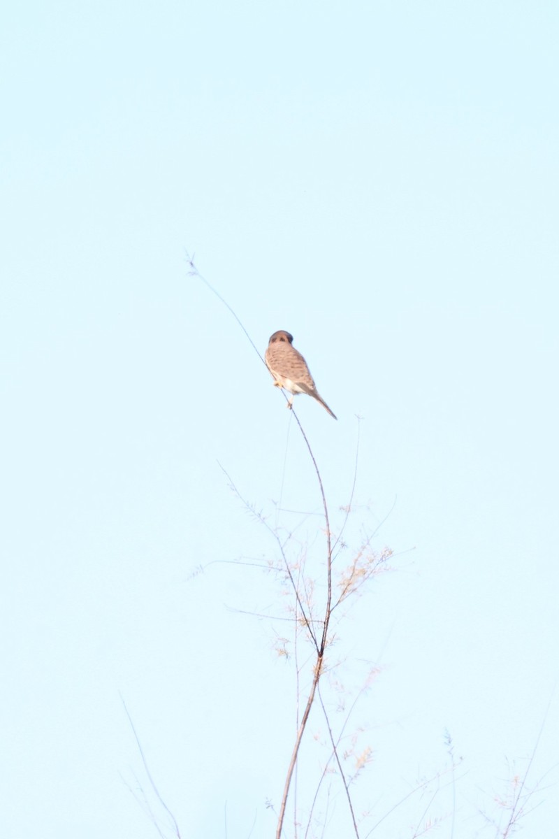 American Kestrel - ML646601734