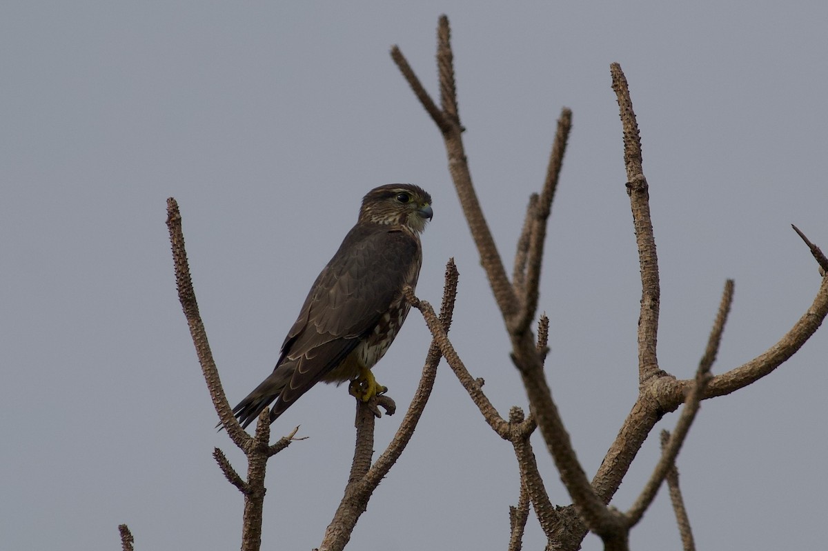 Merlin - ML646601738