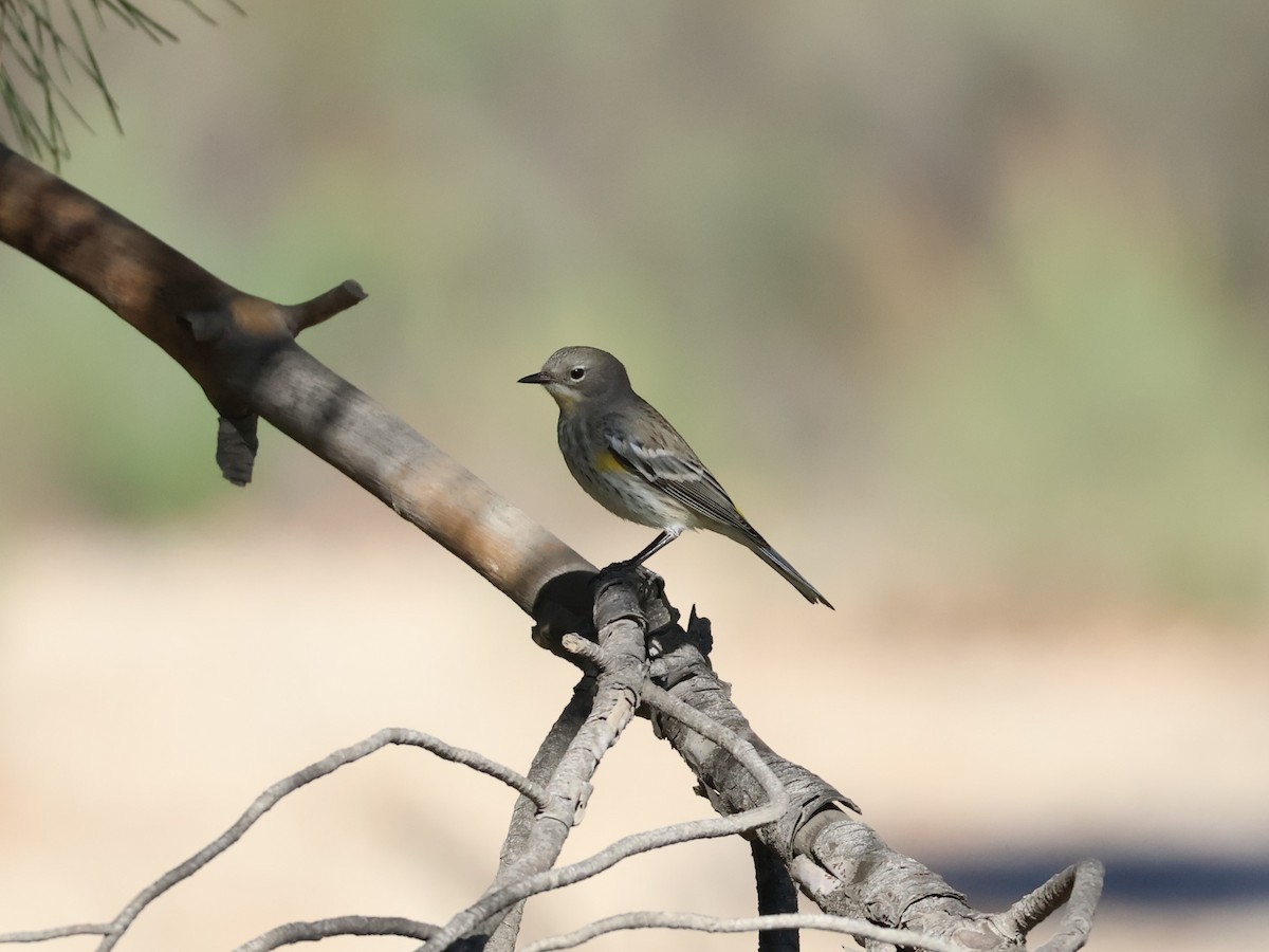 Yellow-rumped Warbler (Audubon's) - ML646601741