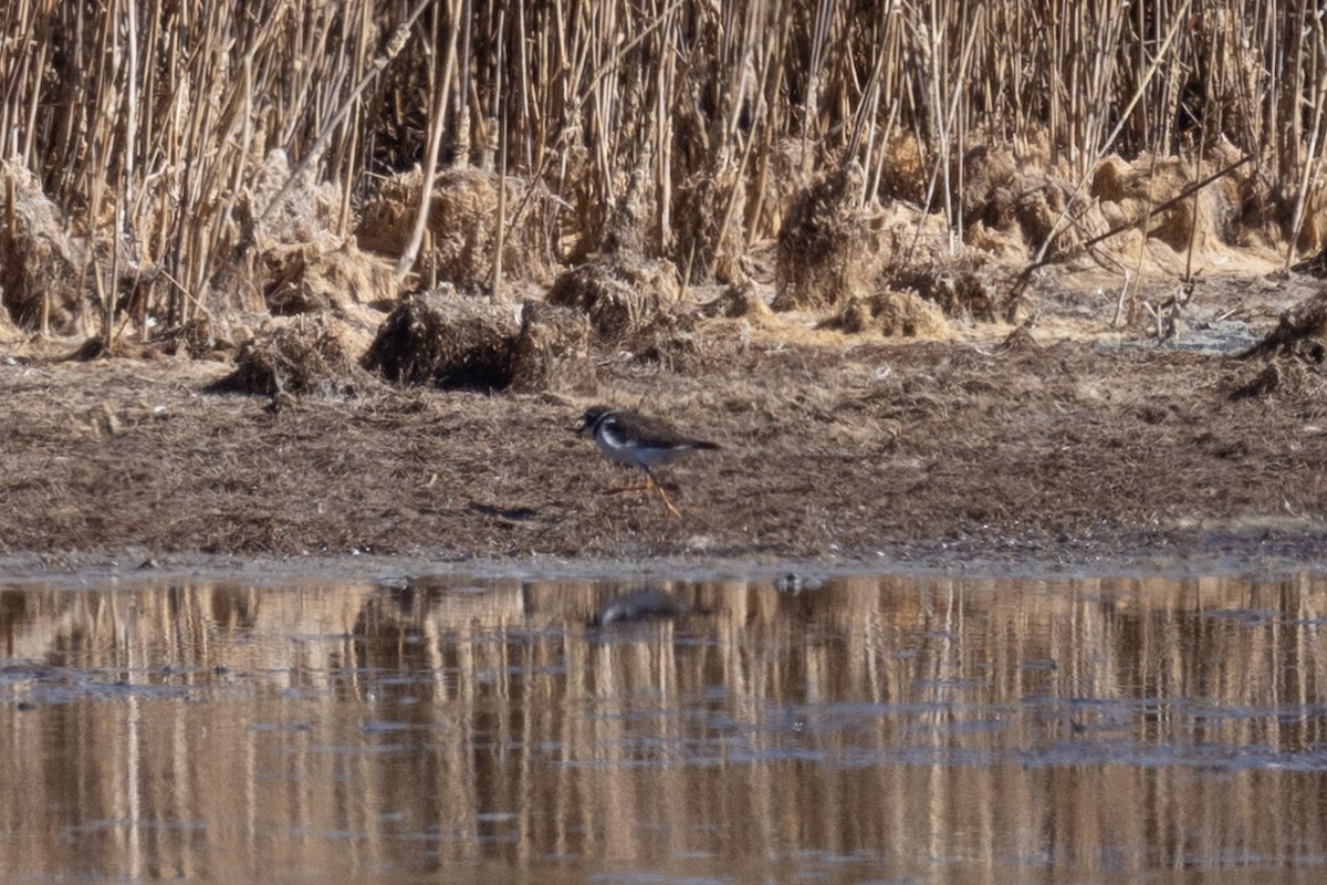 Common Ringed Plover - ML646601742