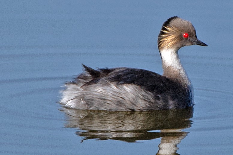 sølvdykker - ML646601743