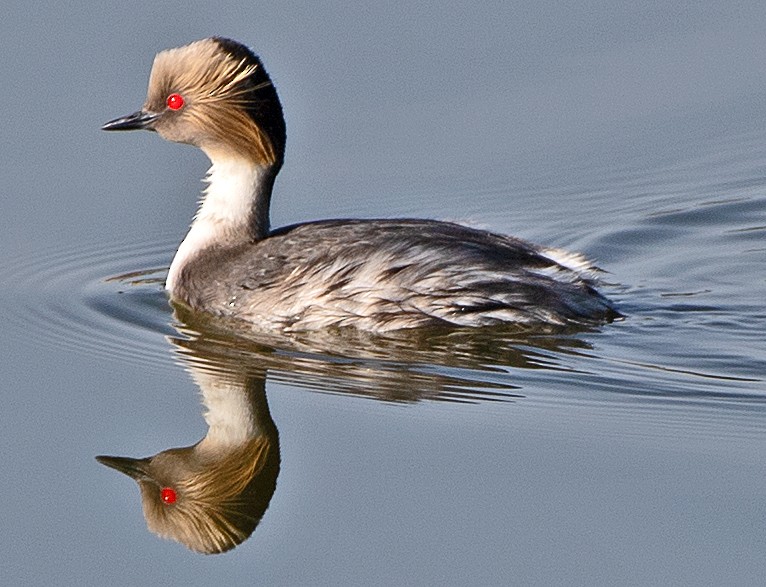 sølvdykker - ML646601744