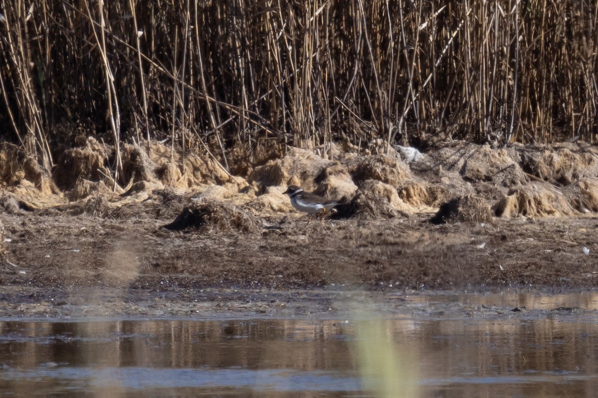 Common Ringed Plover - ML646601746